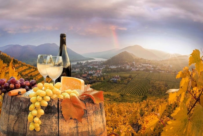 Wien: Vingård og vinsmagningstur med en vinekspert