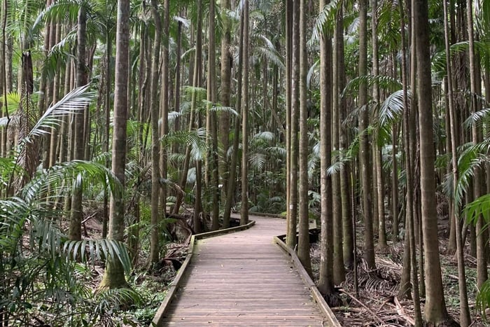 Fra Brisbane: Dagstur til Glass House Mountains og regnskov