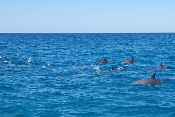 Noosa: Noosa Ocean & Dolphin Adventure