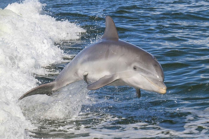 Noosa Ocean adventure & Dolphin Safari.
