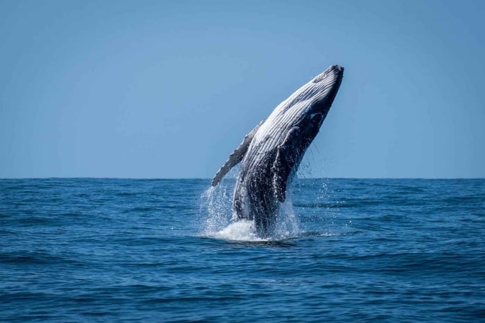 Sunshine Coast : croisière d'observation de baleines en hydrojet