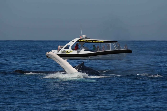 Mooloolaba: walvistour