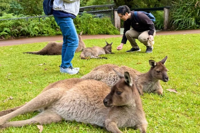 Baby Animals, Boomerangs & BBQ Lunch