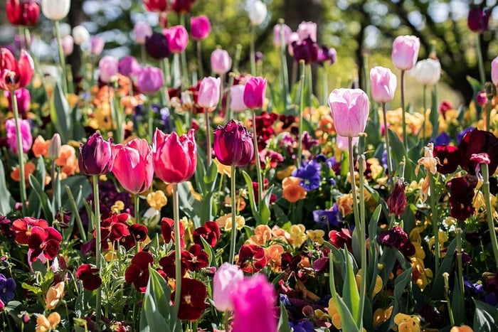 Canberra Floriade Festival & Tulip Top Gardens Tour
