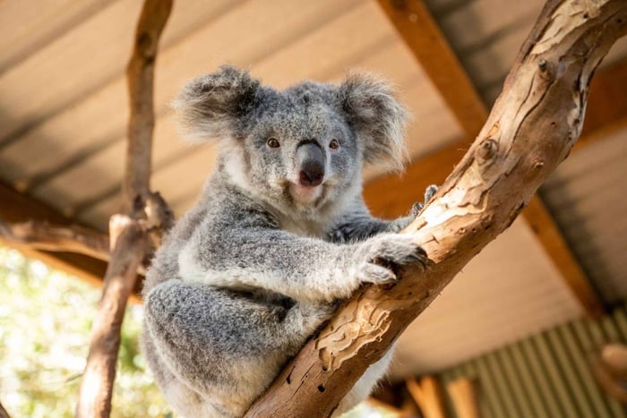 Featherdale Wildlife Park Entry Ticket