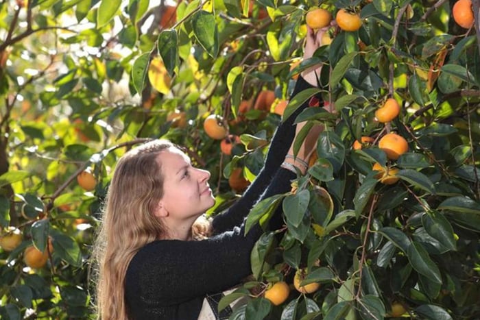 From Sydney - Fugui Persimmon Picking Day Tour