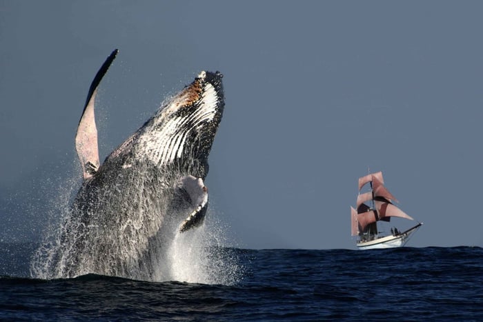 Sydney Harbour Tall Ship Whale Watching & Sailing