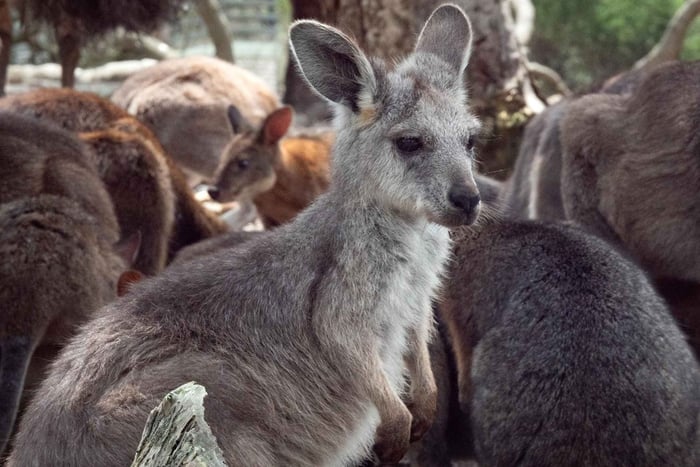 Sydney - natur och djurliv Natur och djurliv - Australien på en dag