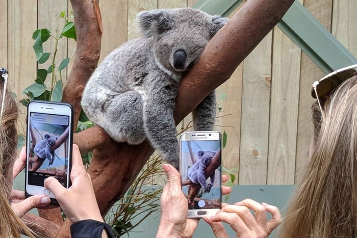 Sydney: Wildlife, Watervallen en Wijn Tour in kleine groep