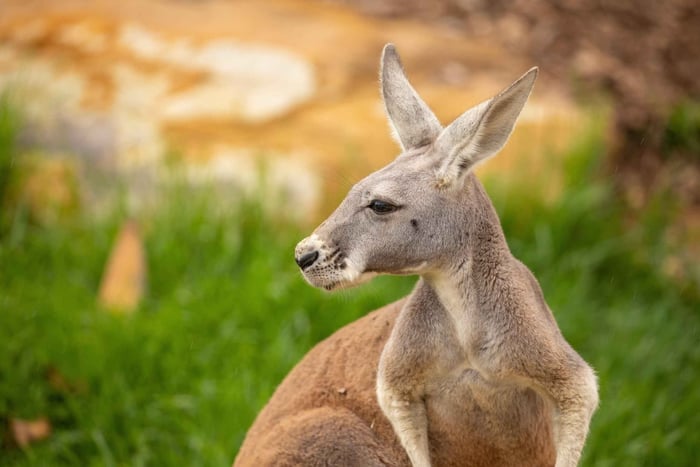 Biljett till Sydney Zoo