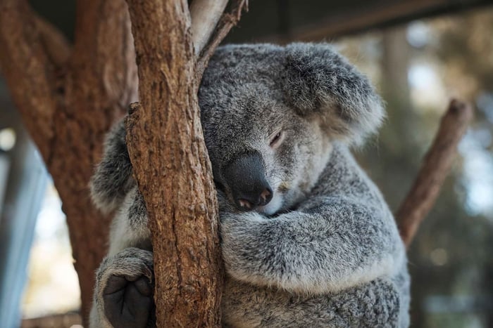 Zoo de Taronga Aussie Backyard Adventure (en anglais)