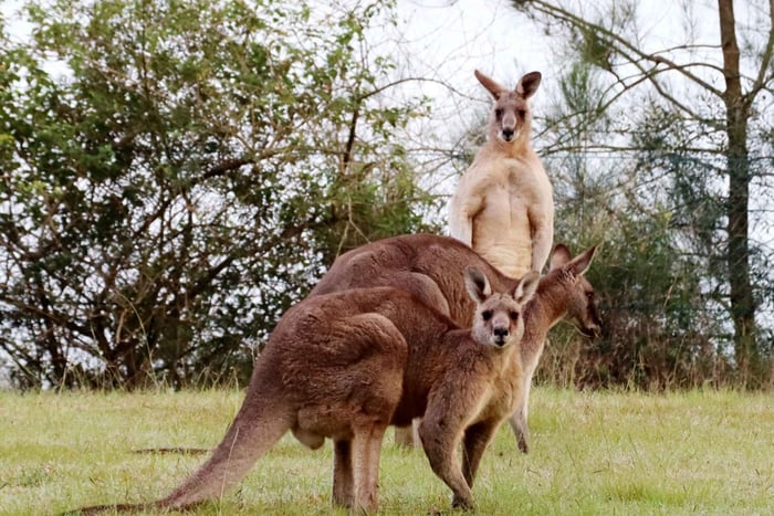 Wild Kangaroos & Blue Mountains private tour