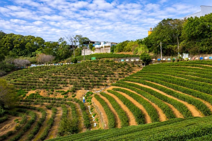 Near Tea Tasting, Farm Visit, and Tea Jelly Workshop