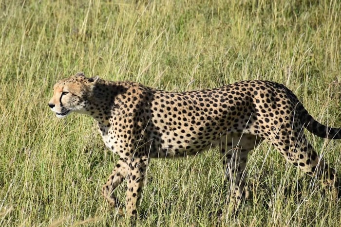 Tanzanie : safari de 10 jours avec Tarangire et Serengeti