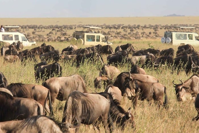 10 jours de safari classique au Kenya et en Tanzanie en Jeep 4x4