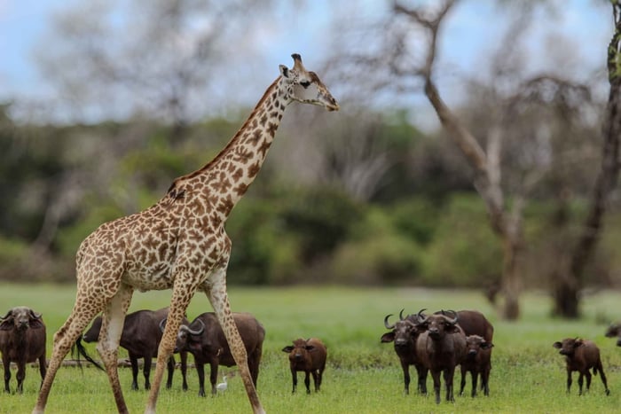 2-Day Budget Safari Dar Es Salaam to Selous (Nyerere NP)