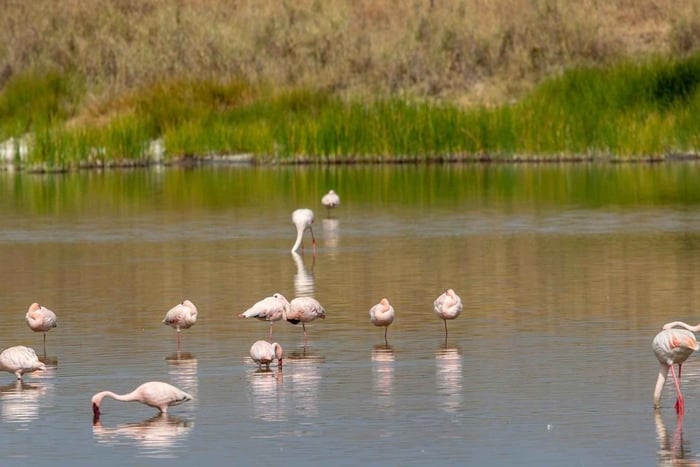2-Day Selous Game Reserve Car & Boat Safari