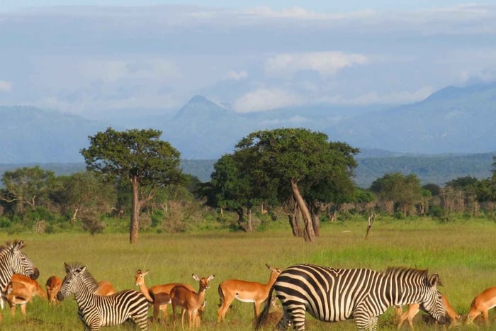 Safari de 2 días y 1 noche en Selous con vuelo desde Zanzíbar
