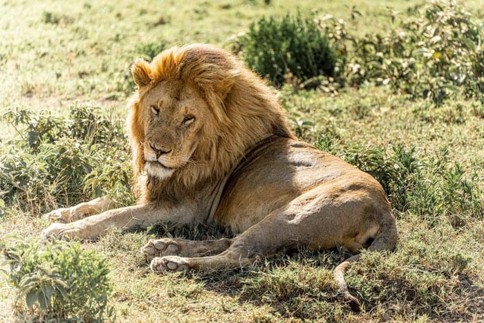 3-daagse Mikumi-safari, Uluguru-wandeltocht en Maasai-cultuur