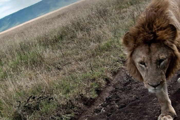 3-Day Serengeti & Ngorongoro Crater Safari