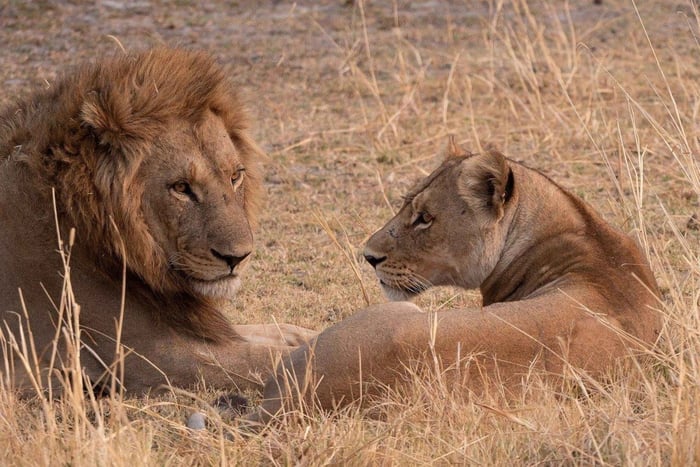 Safari de acampada de 3 días desde Dar-es-Salaam al Parque Nacional de Mikumi