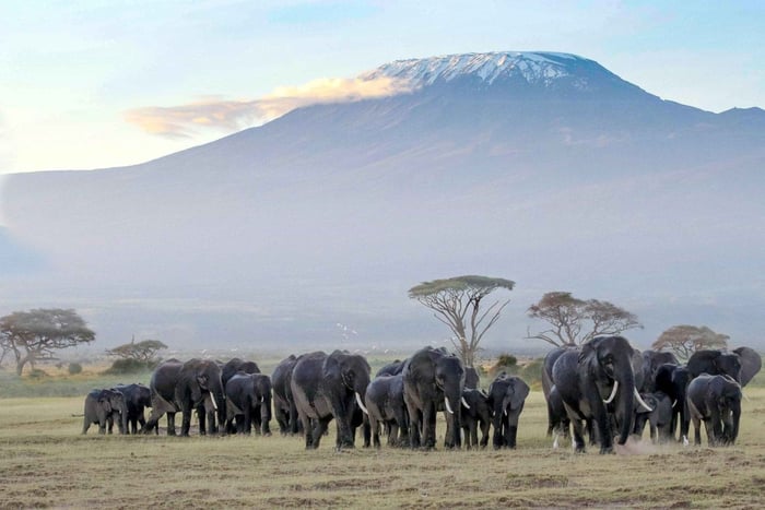 Safari de 4 días de media duración Amboseli/Tsavo Oeste/Tsavo Este