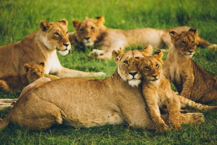 4 DAYS MAASAI MARA GROUP SAFARI: (WITH MARA PARK FEES) - 4WD