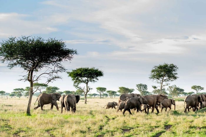 4 dias de aventura mágica em Manyara, Ngorongoro e Serengeti