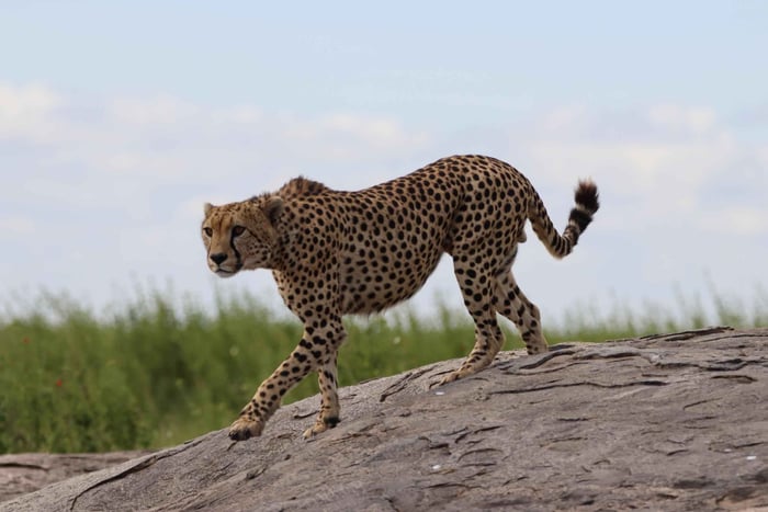 Séjour safari de 4 jours en Tanzanie à Noël et au Nouvel An