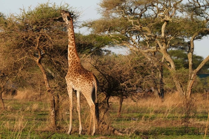 Safari de 4 días en camping en grupo por Tarangire, Serengeti y Ngorongoro