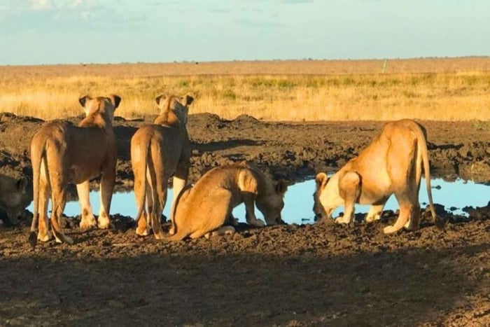 Safari de 4 días por Tsavo East, Amboseli y Salt Lick Lodge