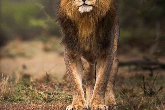 aventura de 5 días con safari para ver los cinco grandes