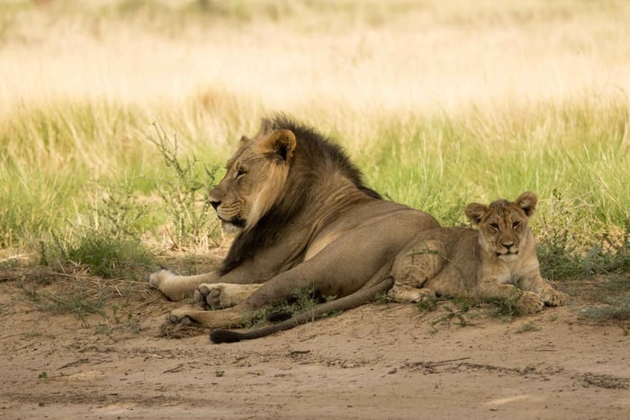 Tanzanie : safari de 5 jours dans le circuit nord avec hébergement