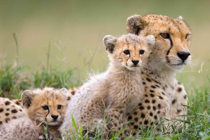 5-Day Tanzania Safari and Culture Tour