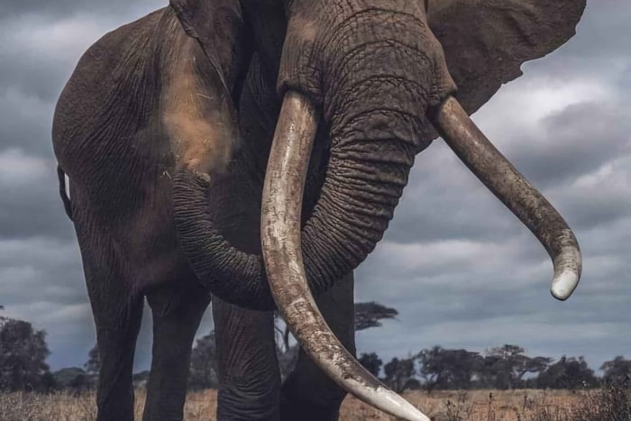 5-Day Tsavo West and Amboseli Safari