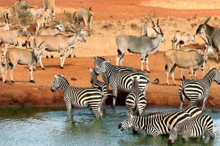 5-dniowe safari do Tsavo East, West i Amboseli z Mombasy