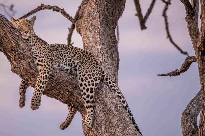 5 Days Tarangire, Ngorongoro & Serengeti National Park