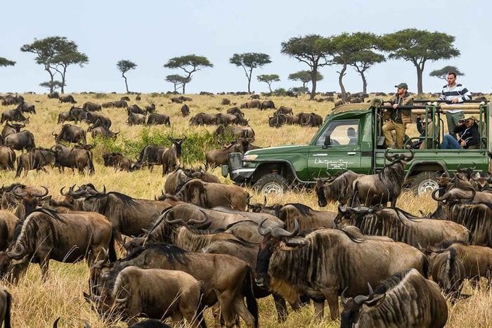 6 Days Masai Mara, Lake Nakuru, and Amboseli Budget safari.