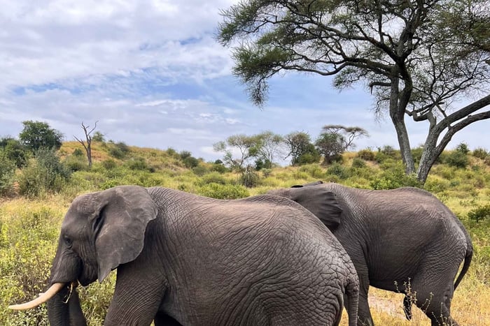 Arusha: Safari de 2 días a Tarangire y el cráter del Ngorongoro