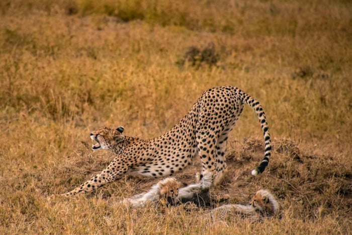 Arusha: 5-Day Joining Safari with Mount Kilimanjaro Day Hike