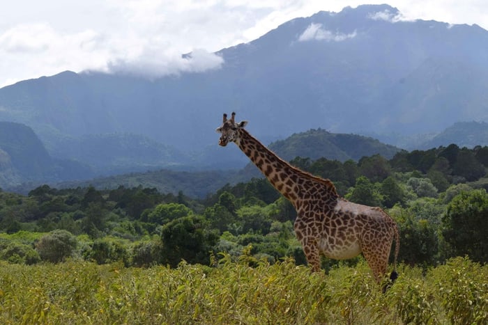 Heldagssafari i Arusha nasjonalpark