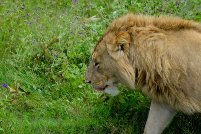 Arusha: Serengeti National Park Overnight Trip