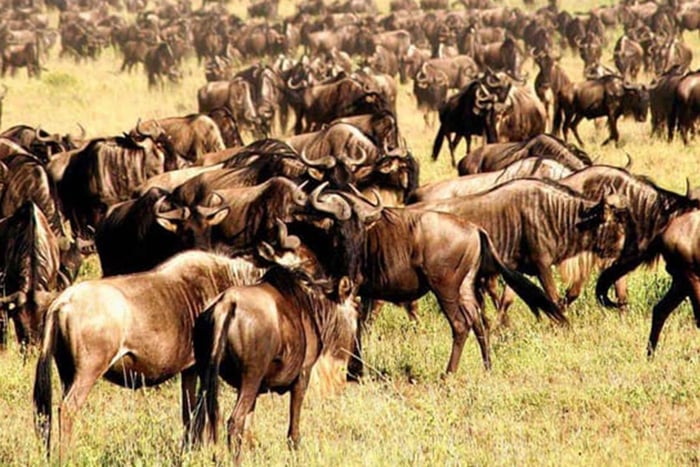 Meilleur safari d'une journée au cratère du Ngorongoro en Tanzanie