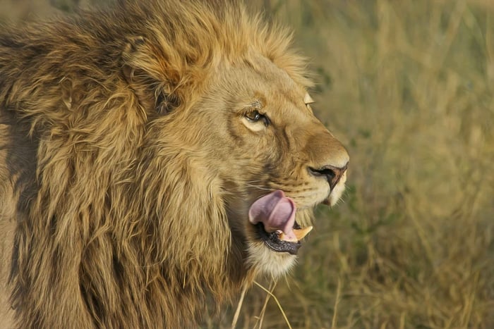 Mejor safari de 2 días en Tanzania a Tarangire y el cráter del Ngorongoro