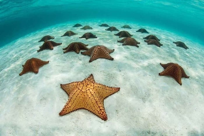 Blue lagoon snorkeling, Starfish & the rock restaurant visit