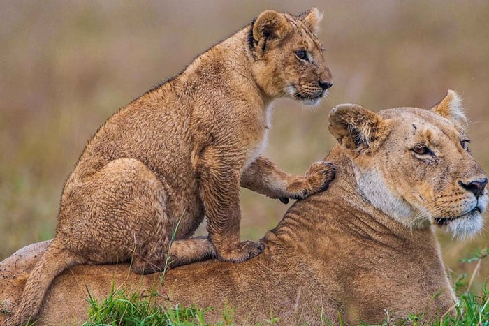 Diani Beach: 4-Day Safari Ngutuni, Amboseli, Ziwani Tour