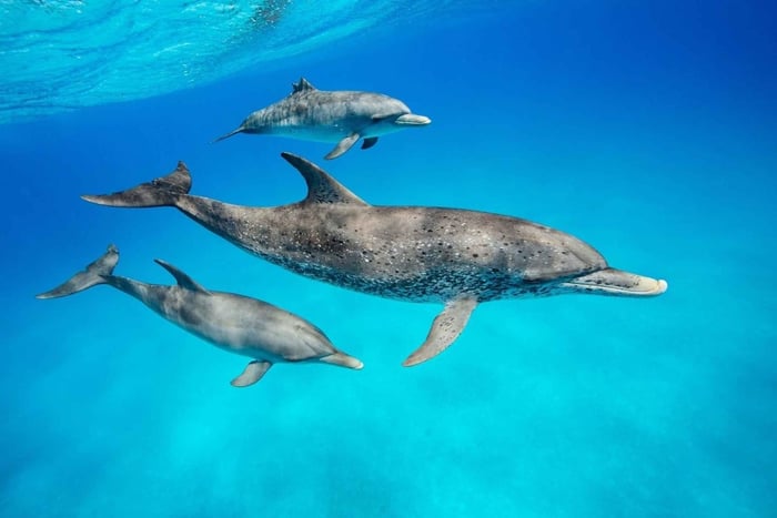 EXCURSION D'OBSERVATION DES DAUPHINS À KIZIMKAZI, ZANZIBAR