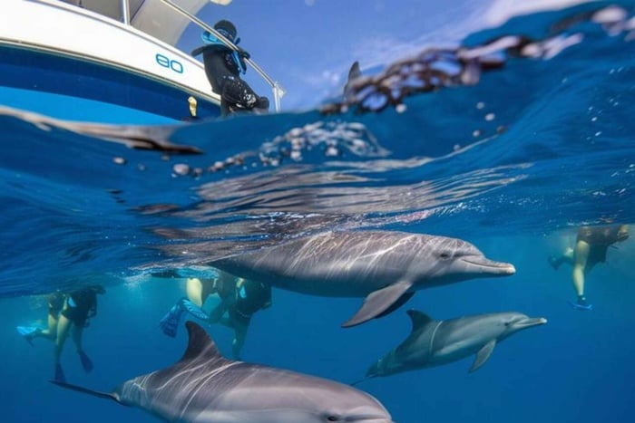 Explore Mnemba Dolphins & Monkeys Forest & Sea Turtles swim
