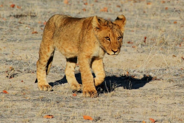 Fly from Zanzibar: 2-Day Nyerere National Park Safari