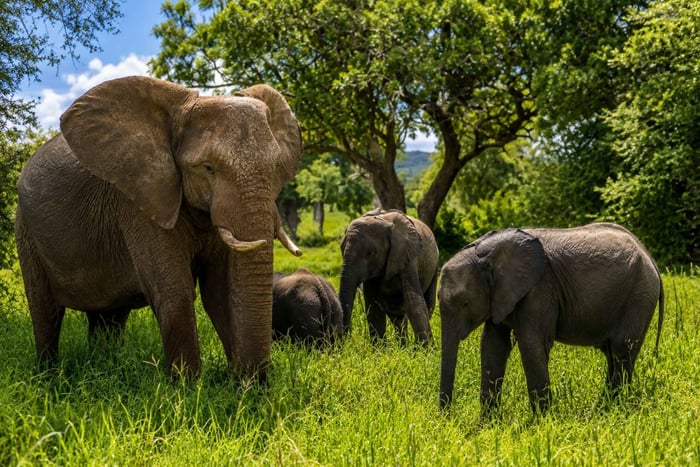 From Arusha: 2-Day Lake Manyara & Tarangire Safari